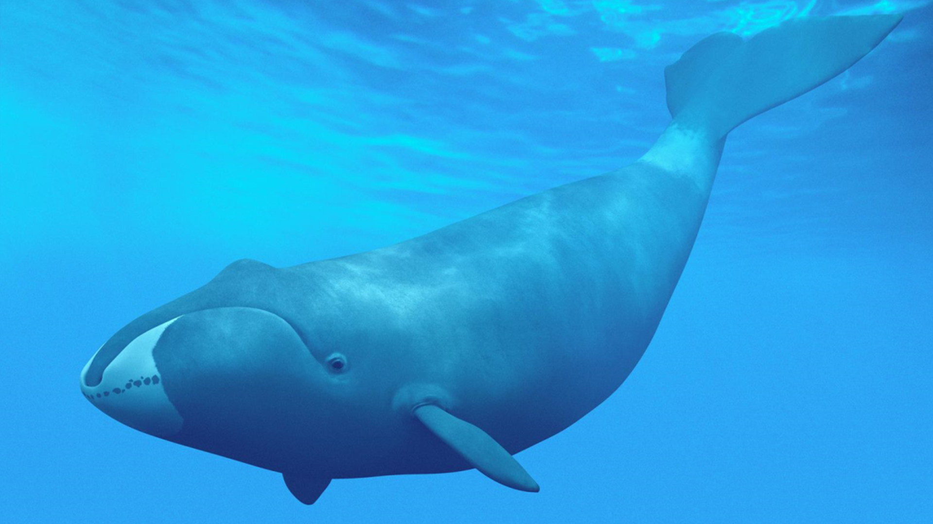 盘点地球上最大的10种鲸鱼,座头鲸仅排第7,蓝鲸一天要吃4吨