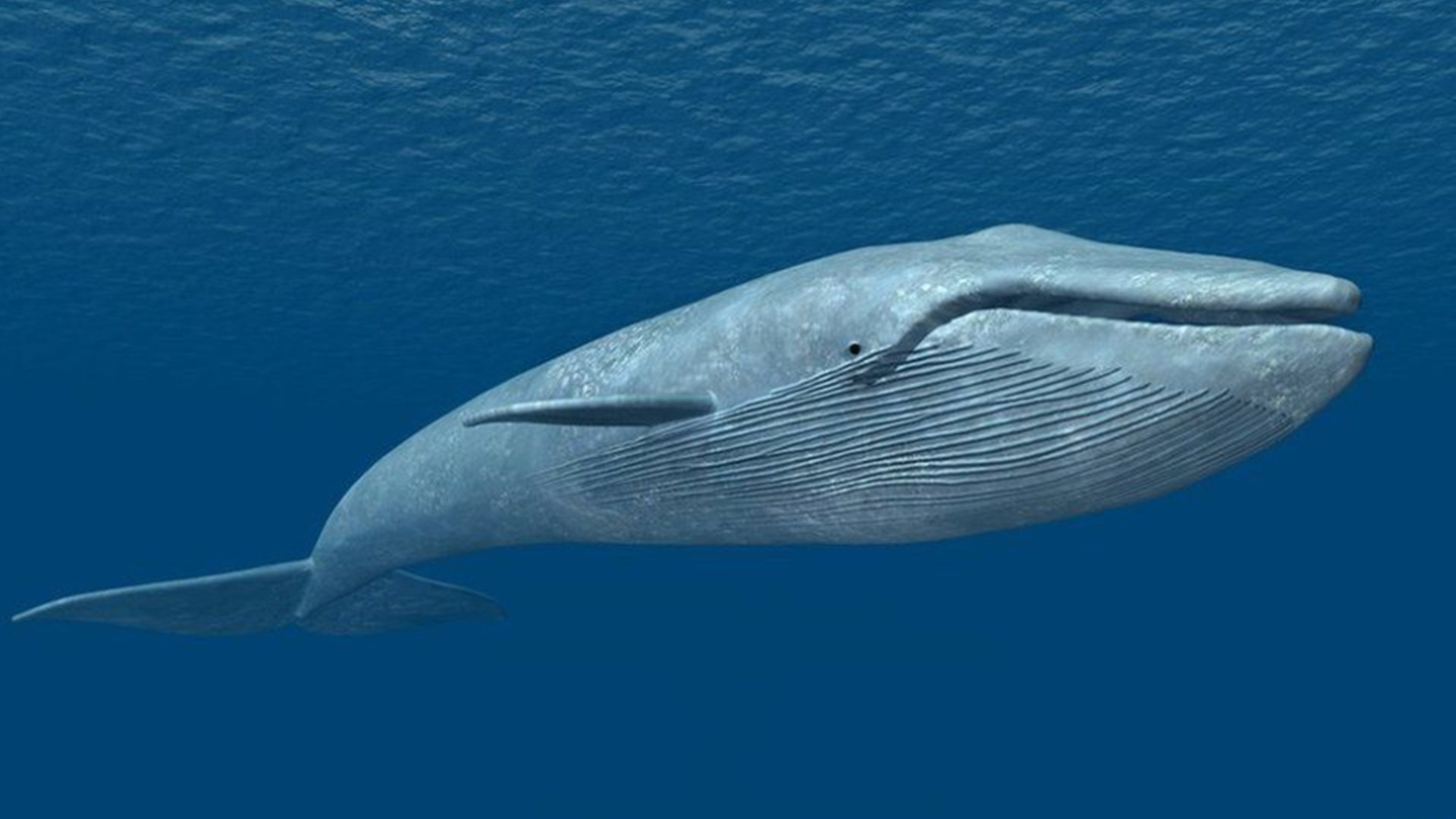 梅尔维尔鲸和蓝鲸谁大图片