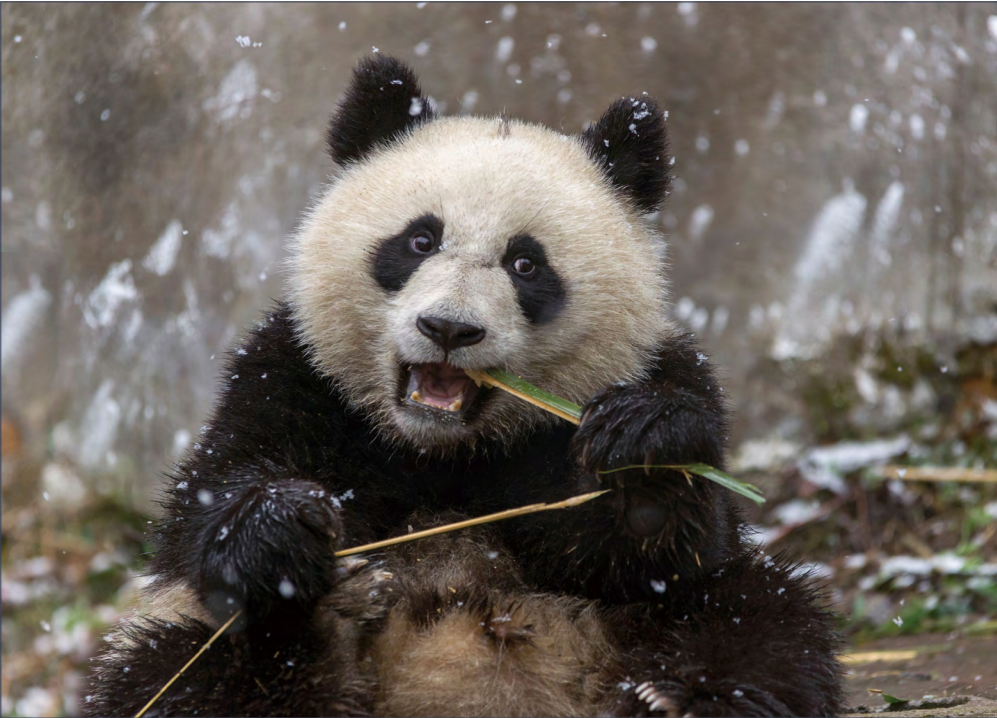 大熊猫类别图片