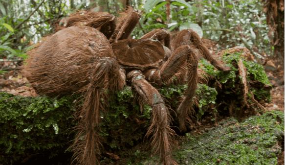 史前巨型蜘蛛图片