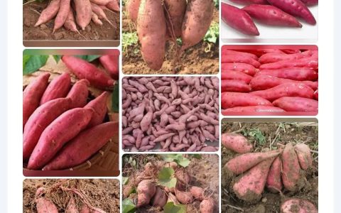 紫薯和红薯的区别（紫薯和红薯不同点是什么）