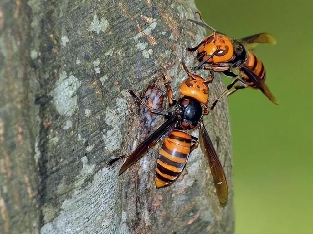 虎头蜂种类图片图片